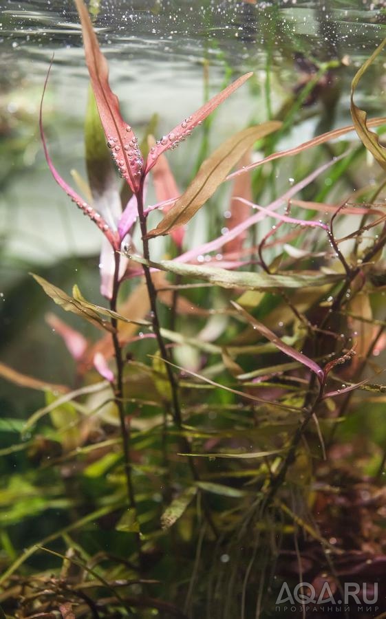 Polygonum sp Kawagoeanum