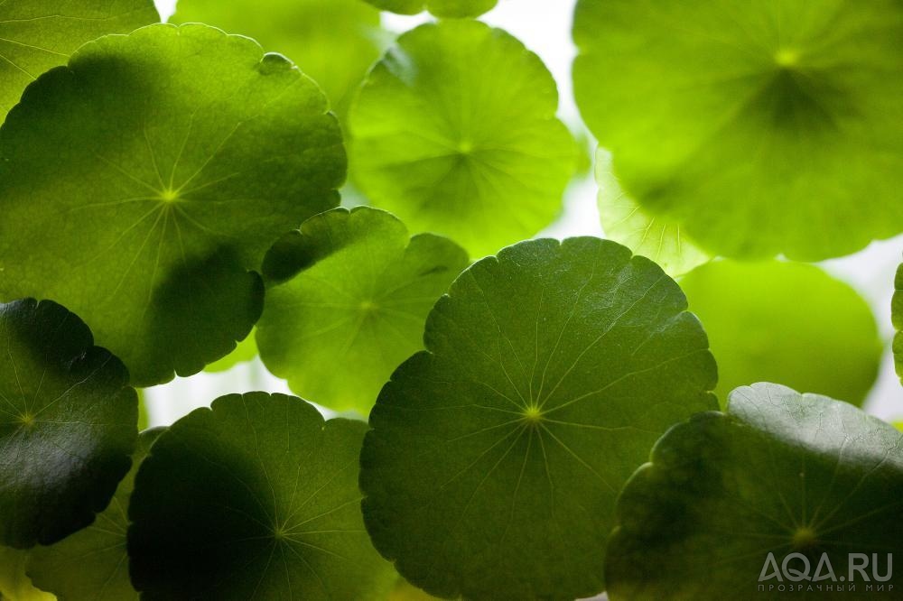 Hydrocotyle verticillata