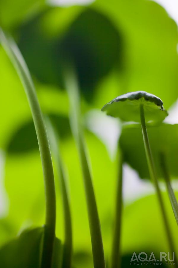 Hydrocotyle verticillata