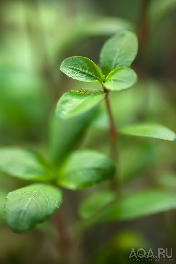 Ludwigia sp. Mexico