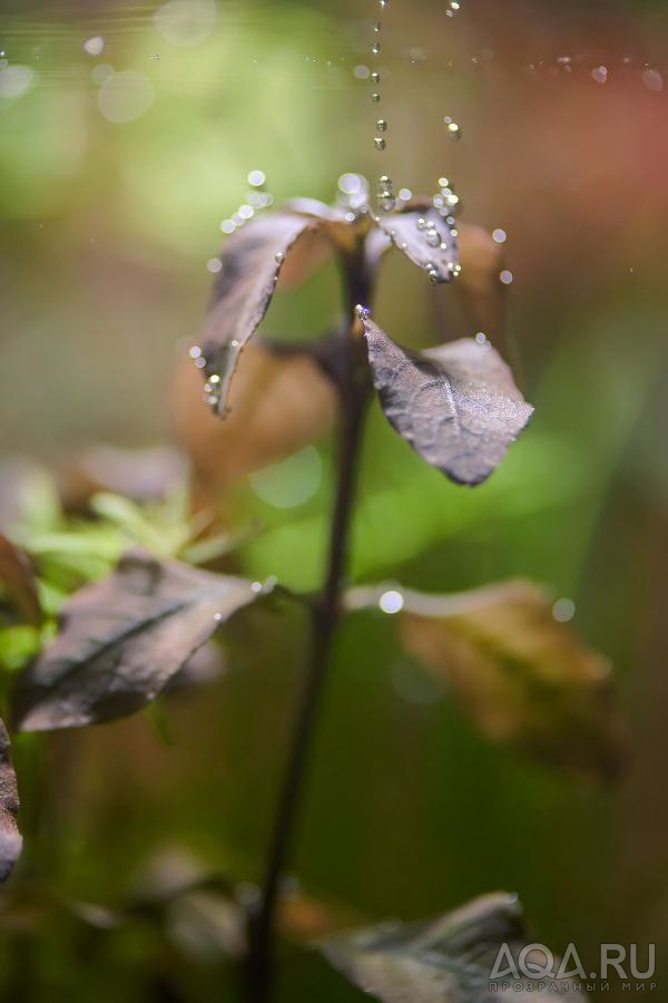 Ludwigia sp. Mexico