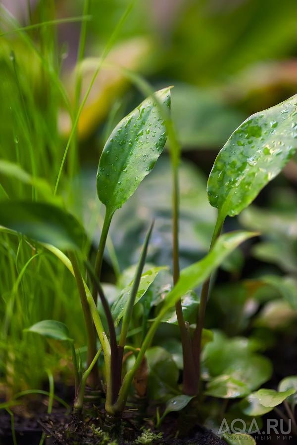 Criptokoryne ciliata