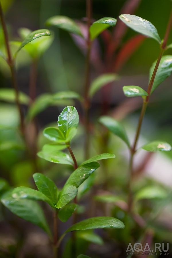 Ludwigia sp. Mexico