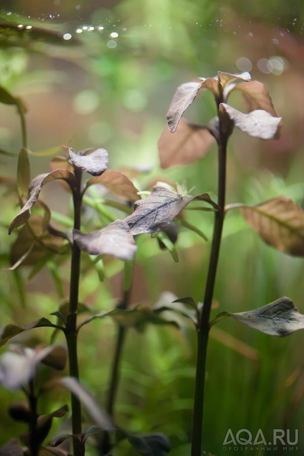 Ludwigia sp. Mexico