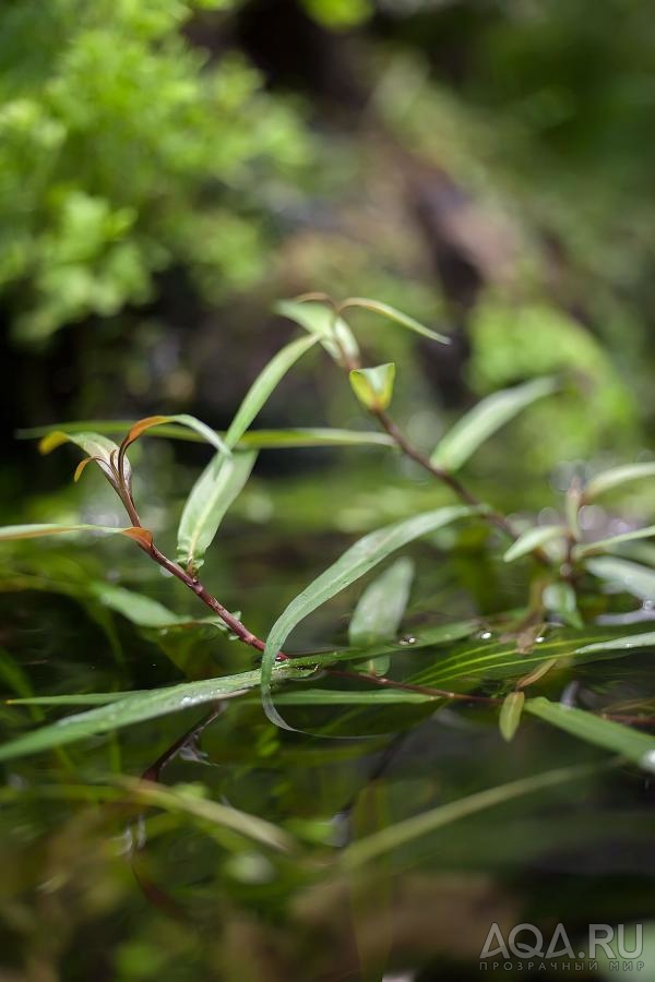 Polygonum Kawagoeanum