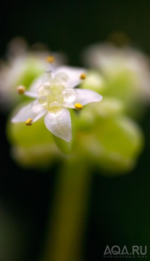 Hydrocotyle verticillata