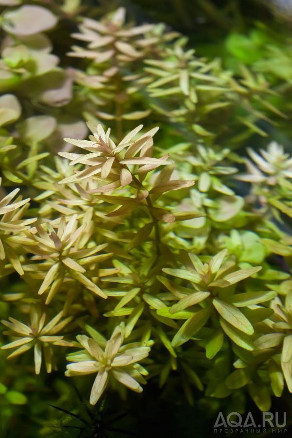 Rotala