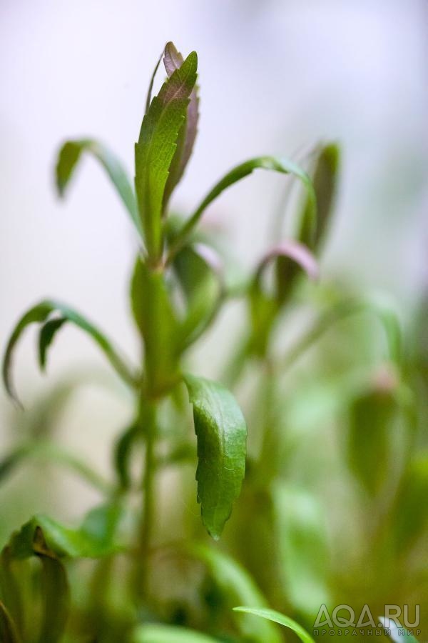 Limnophila aquatica