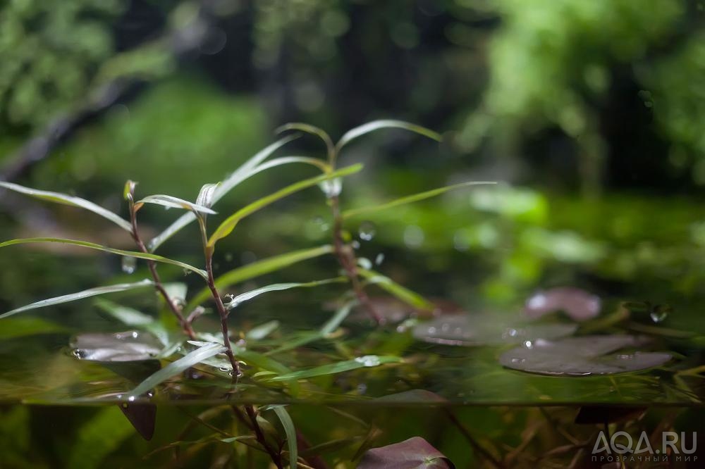 Polygonum Kawagoeanum