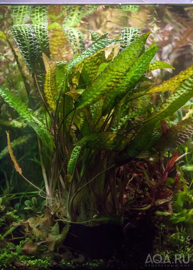 Cryptocoryne hudoroi