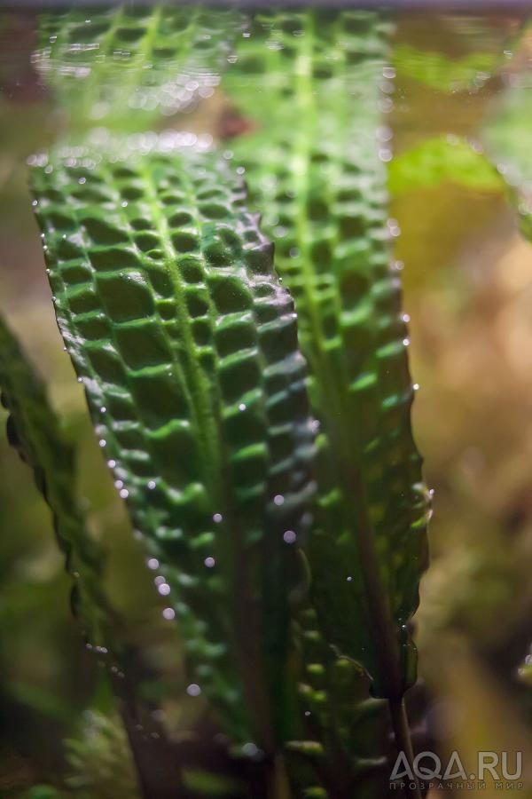 Cryptocoryne hudoroi