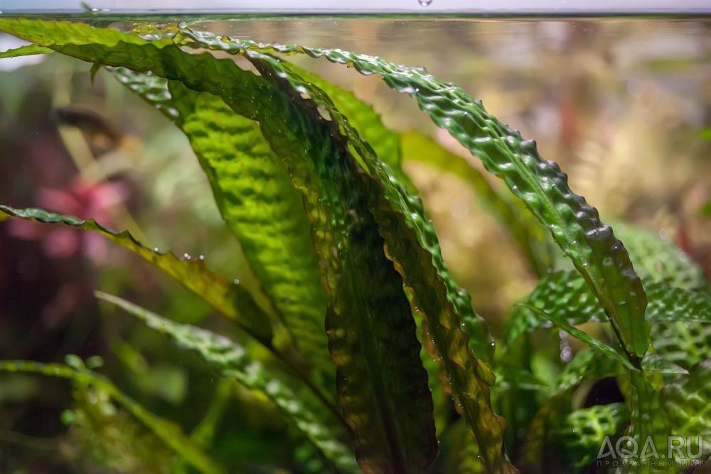 Cryptocoryne hudoroi