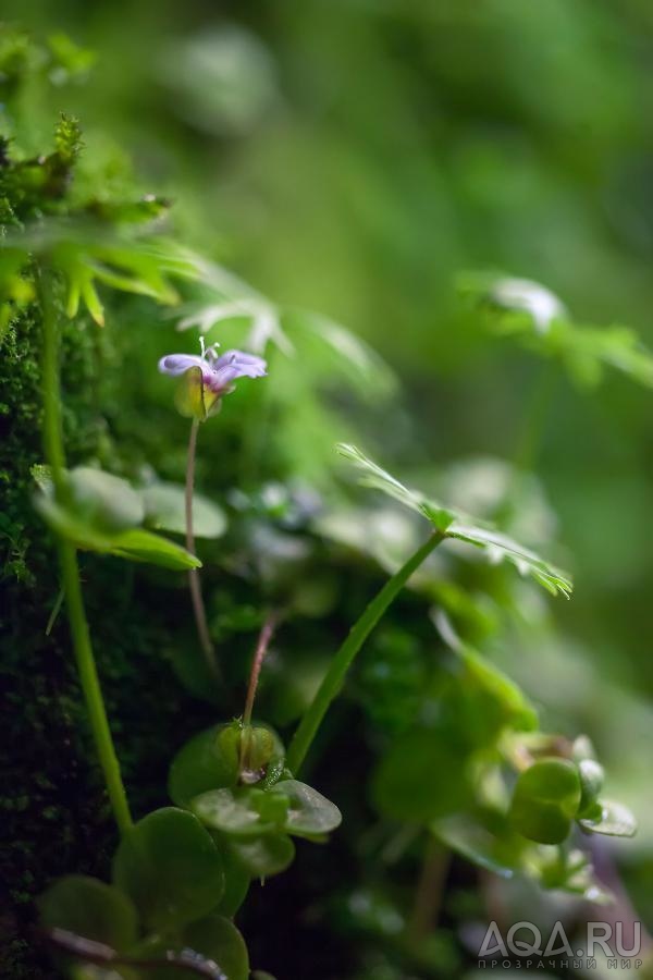 Bacopa australis