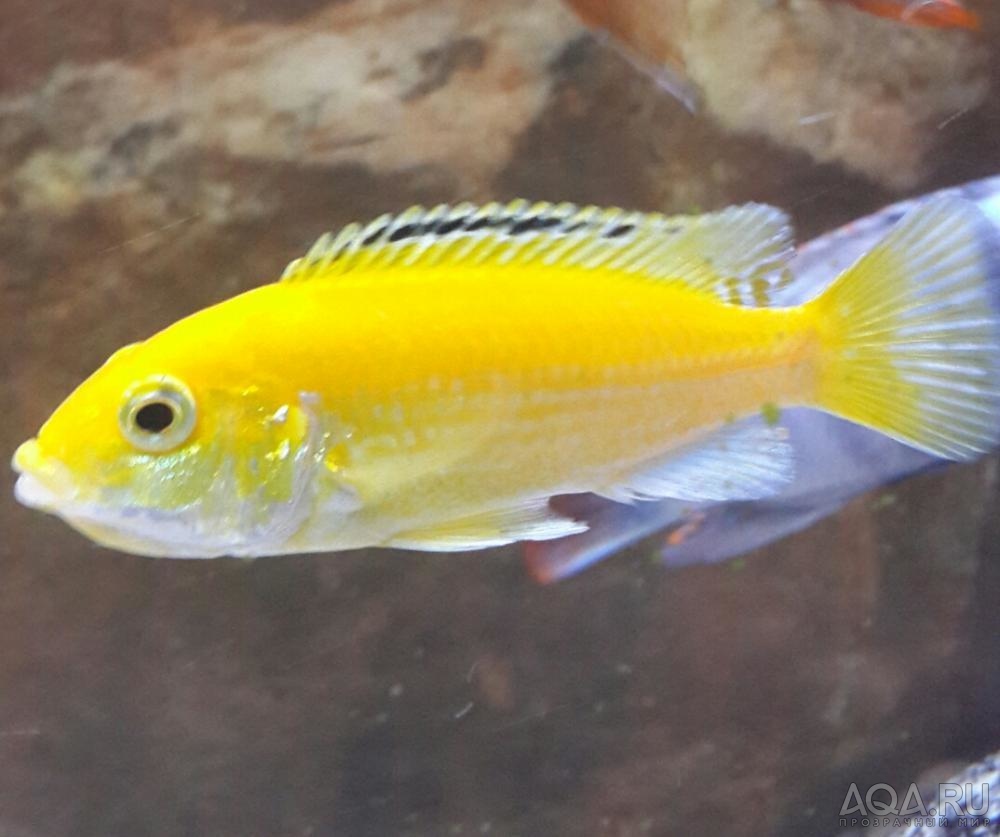 Labidochromis caeruleus