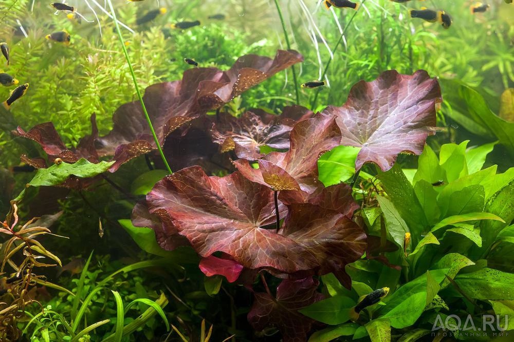 Nymphaea lotus Red