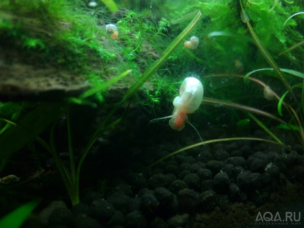 катушки albino perl