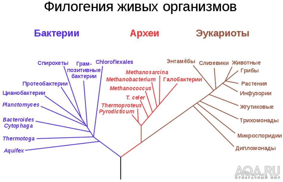 Филогенетическое древо