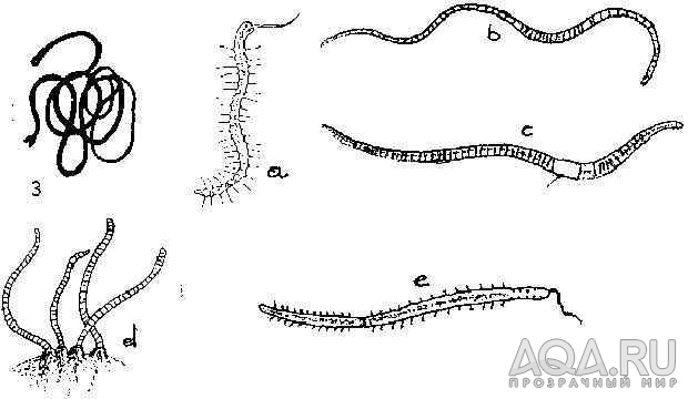 Червяки всякоразные...