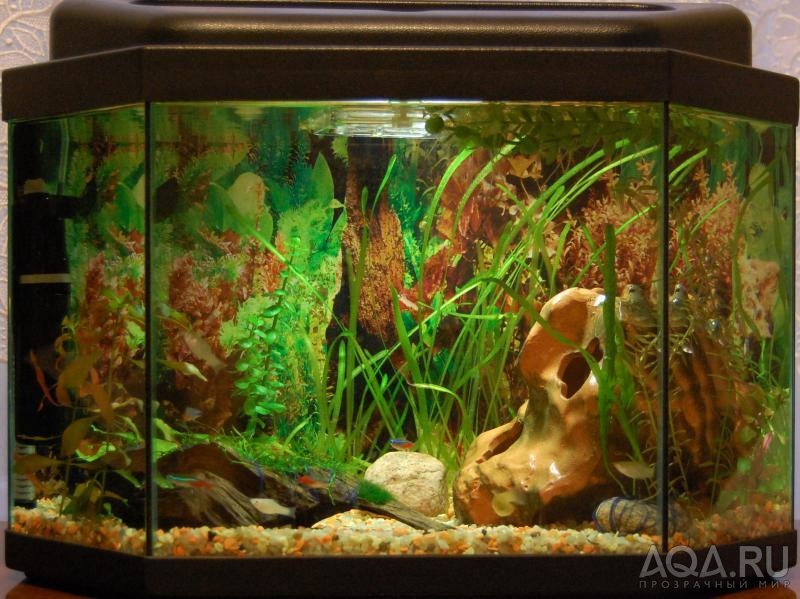 Мой аквариум