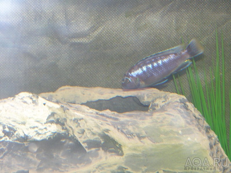 Melanochromis johanni (самец)