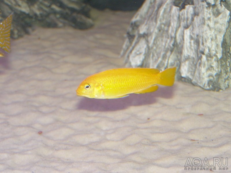 Melanochromis johanni (самка)