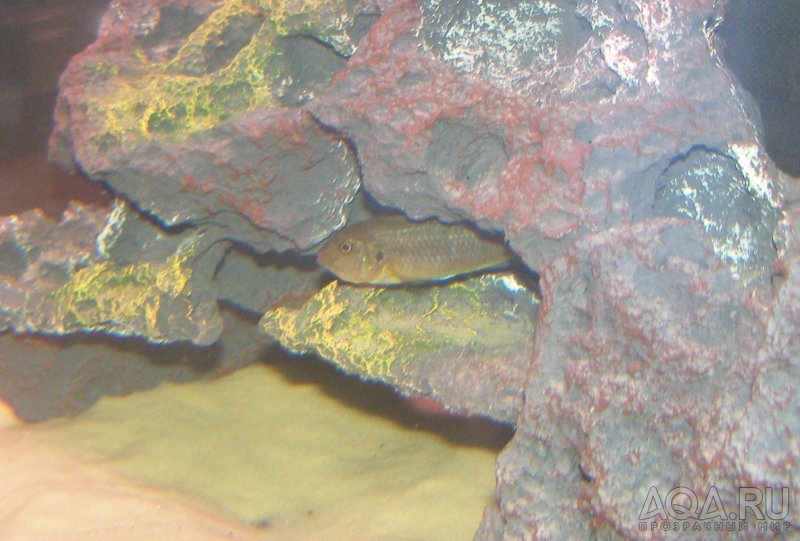 Pseudotropheus Polit  (самка)