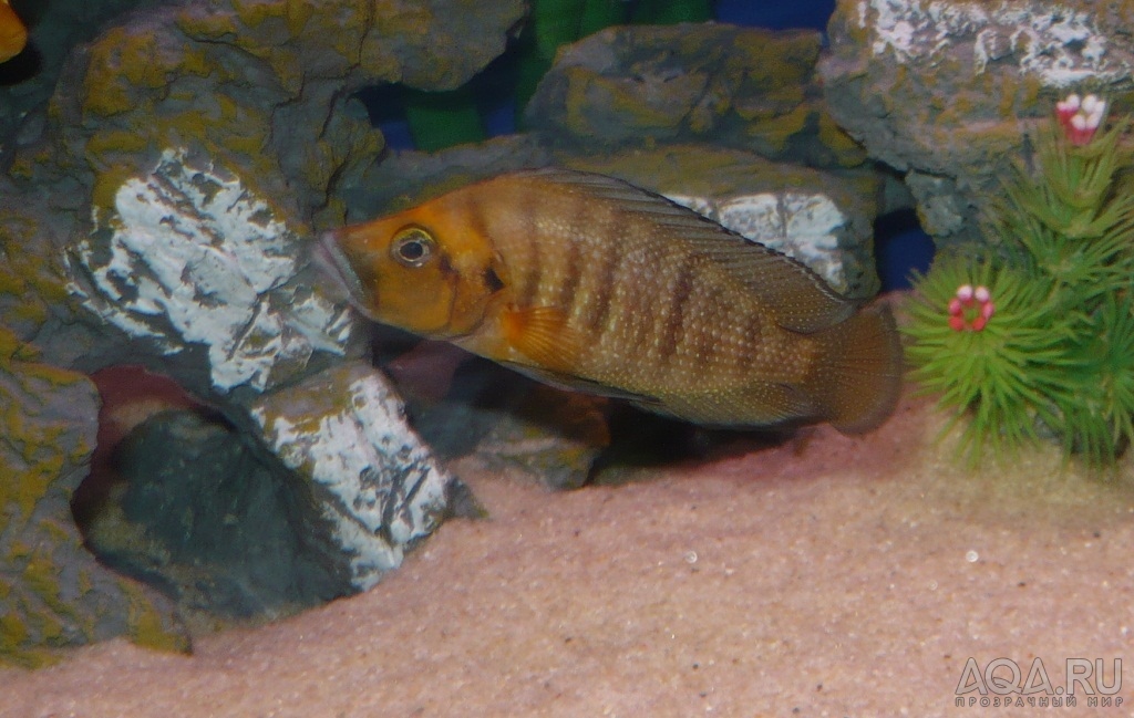 Altolamprologus compressiceps gold