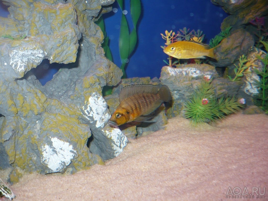 Altolamprologus compressiceps