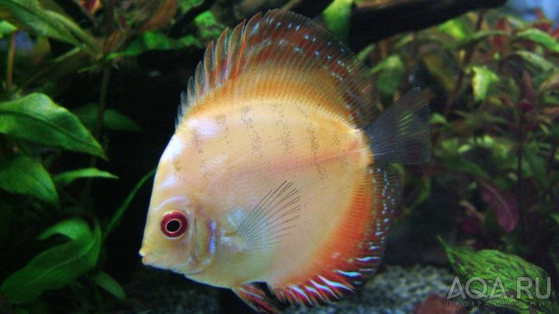 Discus2