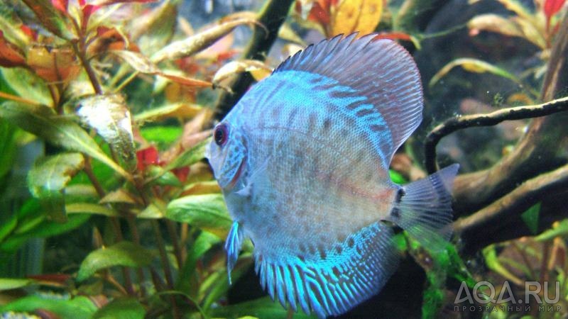 Discus3