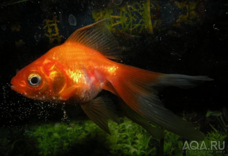 Золотая рыбка - белый налет на хвосте