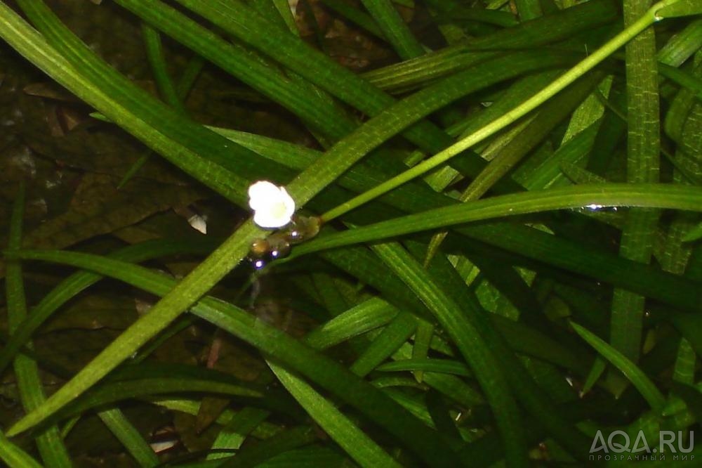 Sagittaria Subulata