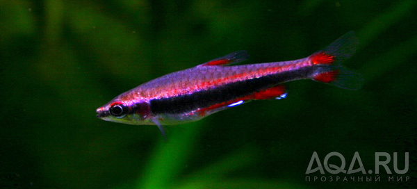 Nannostomus beckfordi Gunther