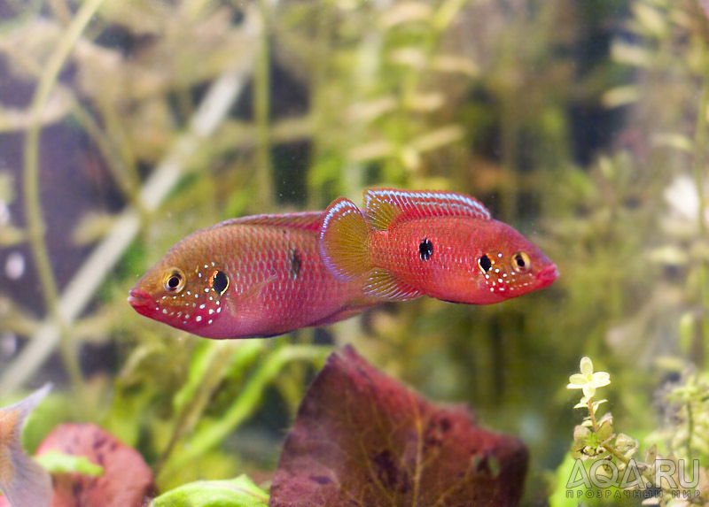 hemihromis