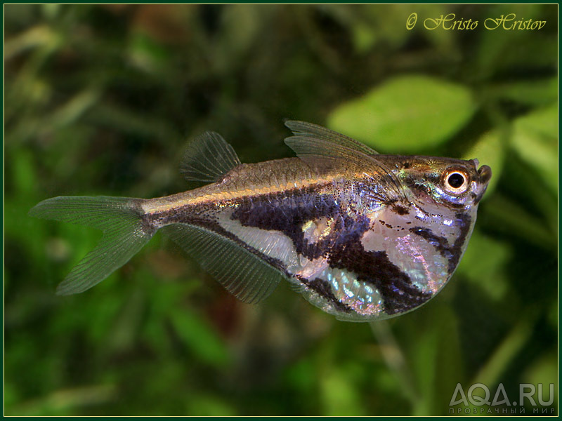 Carnegiella strigata-vesca