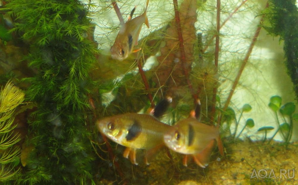 Hyphessobrycon takasei