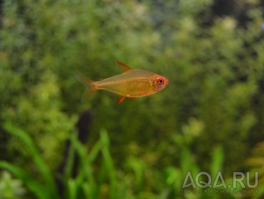 Hyphessobrycon pulchripinnis Orange Bolivia