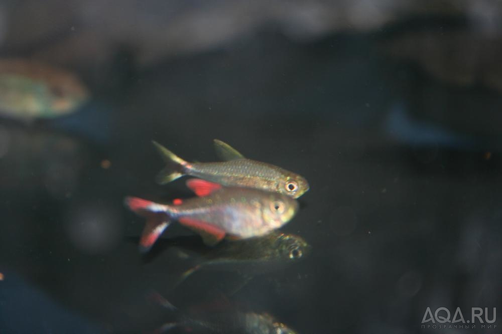 Hyphessobrycon sp. “Junior Pandurini”