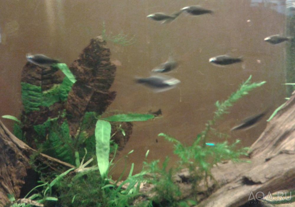 Nematobrycon amphiloxus (fish breeding)