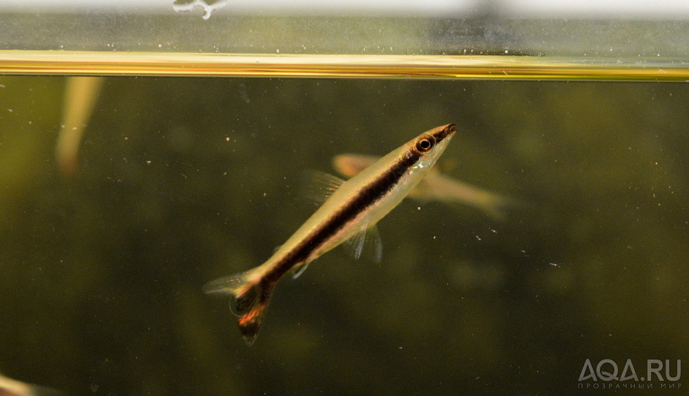 Nannostomus unifasciatus