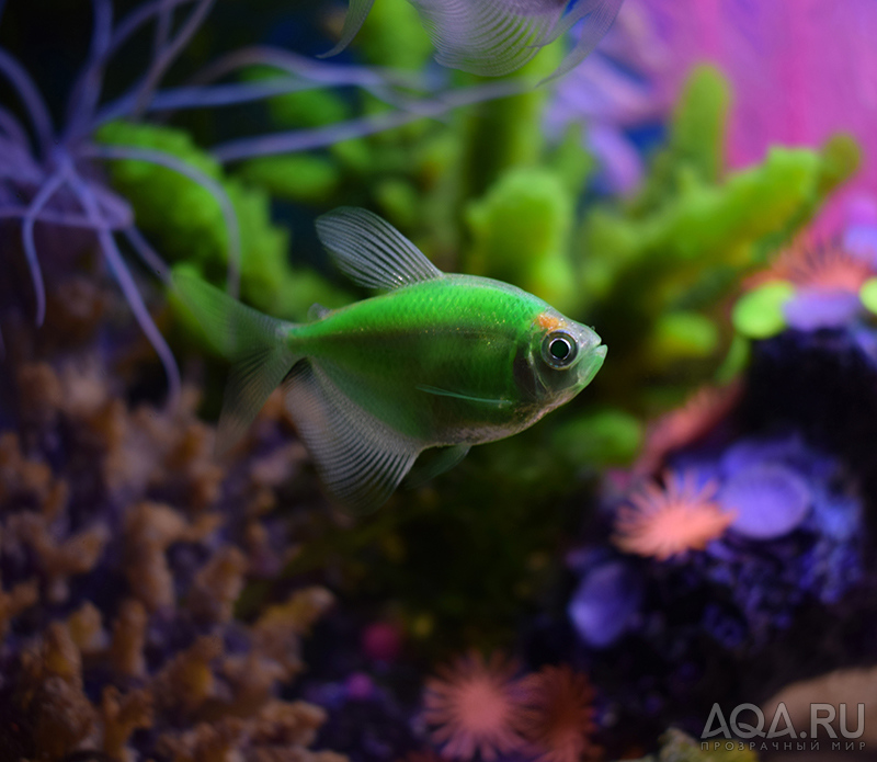 Glofish Mint