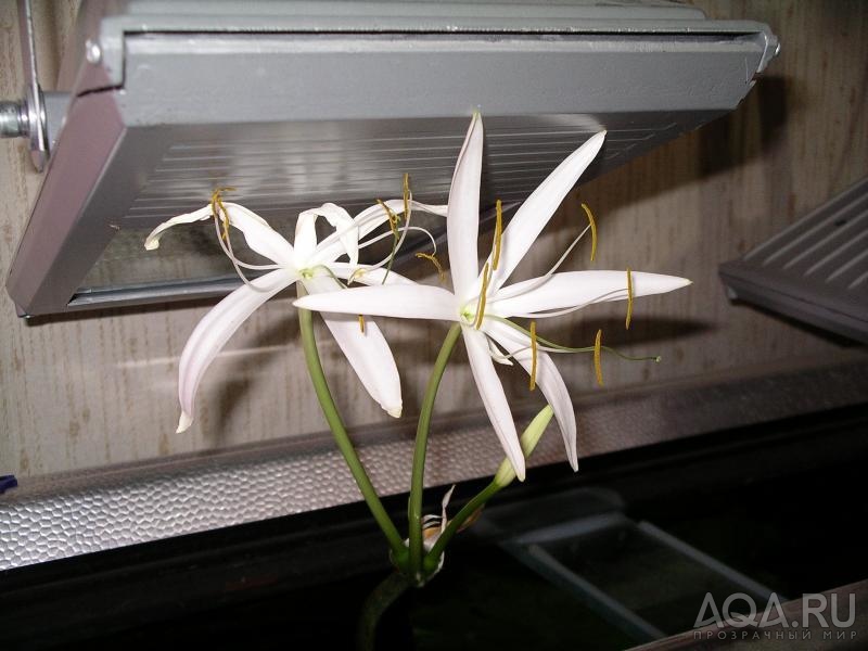 Crinum 1