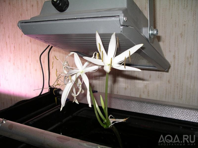 Crinum 2