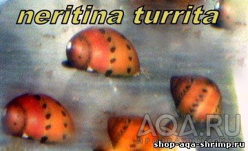 Neritina turrita
