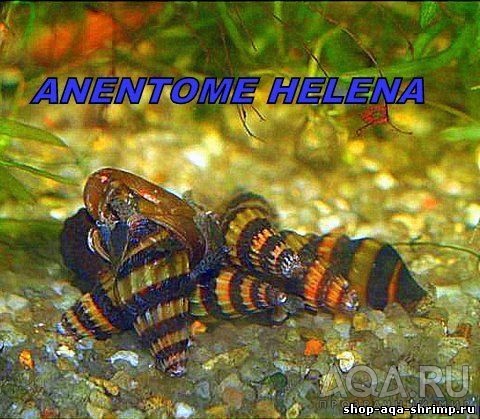 Anentome Helena / улитка - улиткоед