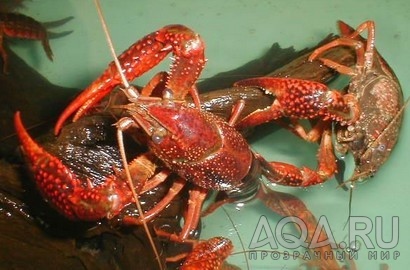 Procambarus clarkii red