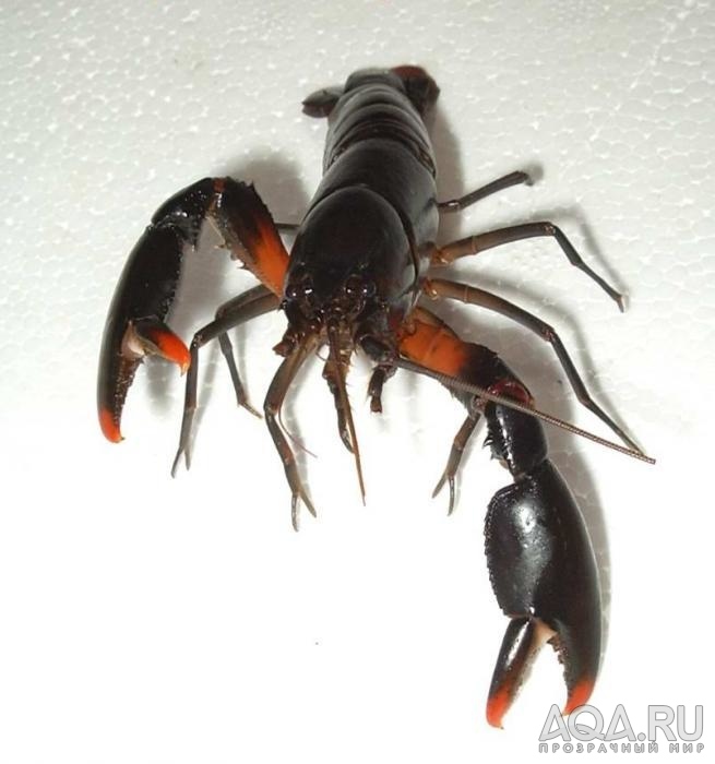 Cherax papuanus sp Blask tiger