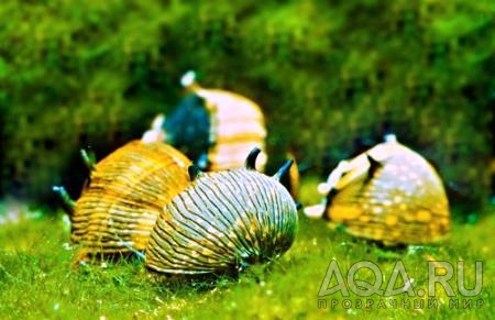 snail_assorted / ассорти рогатых улиток