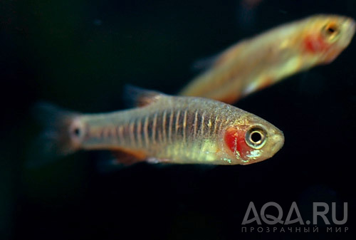 Danio erythromicron