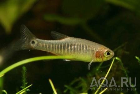 Emerald dwarf rasbora